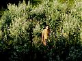 scirpus