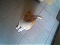 cualquino