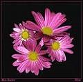golosina