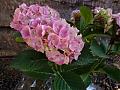 flors