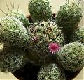 pequeña cactus