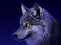 Solitary Wolf
