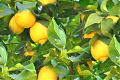 ALFREDO-LIMON