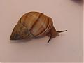 caspitas