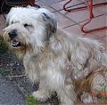 TELVA