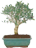 oleamania