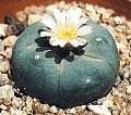 FloGarden