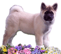 Friese