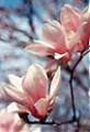 magnolia_12