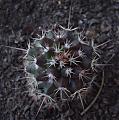 Cactupurita*