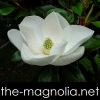 the-Magnolia