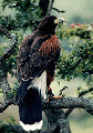 Falco Dansko