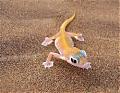 kaokogecko