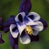 Akylea