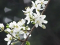 Cerasifera
