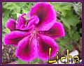 Licha13