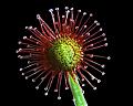 dionaea10