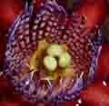rodrigo_baires