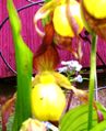 Lady slipper