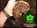 humussol
