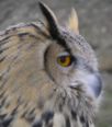 owl165