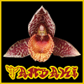 Tambaki
