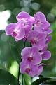violeta14