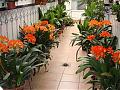 aspidistra25