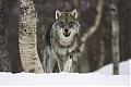 Were_wolves