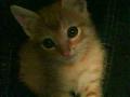 Misia Matilde
