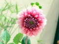 Biniana