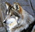 lobo niebla
