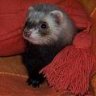 Mustelida