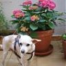 garden girl
