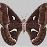 auxiyo