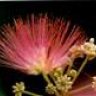 albizzia