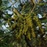 quercus oleoides