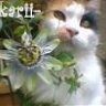 -karii-