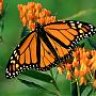 Borboleta
