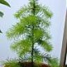 Douglas Fir