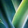 VERDE-VIDA