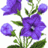laizam17