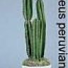 Chucereus