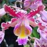 Marloncattleya-skinneri