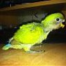 frito