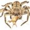 Mostro790