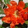 Charo65