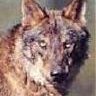 loba