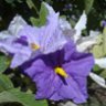 viejoleugim