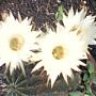 tebancactus